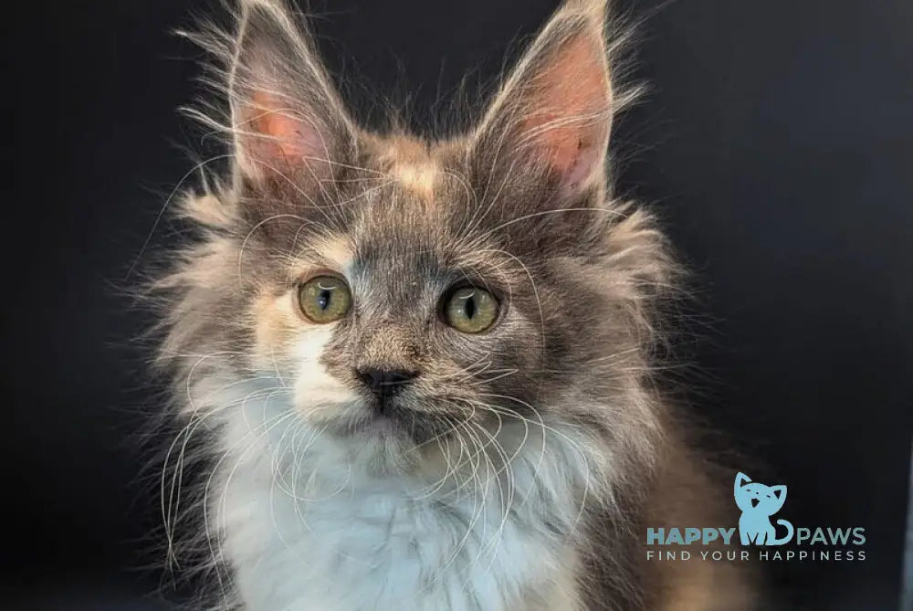 Chloe Maine Coon female blue tortie bicolour live animals