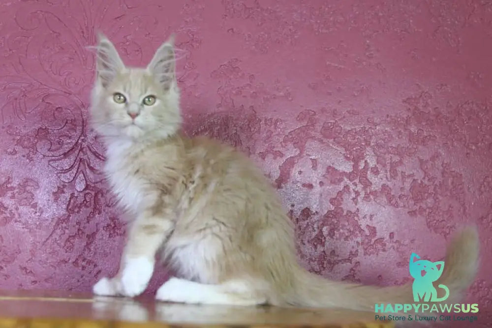 Chloe Maine Coon female cream silver with white - live animals