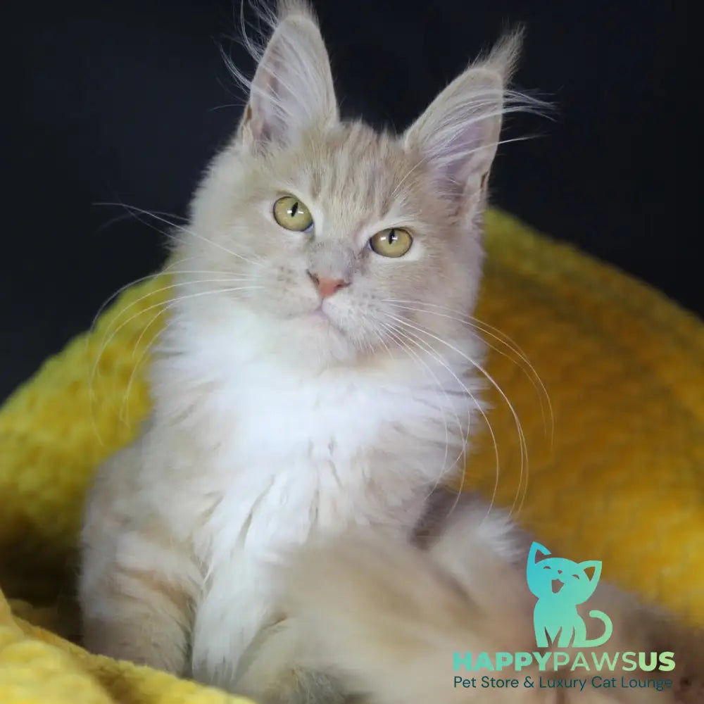 Chloe Maine Coon female cream silver with white - live animals