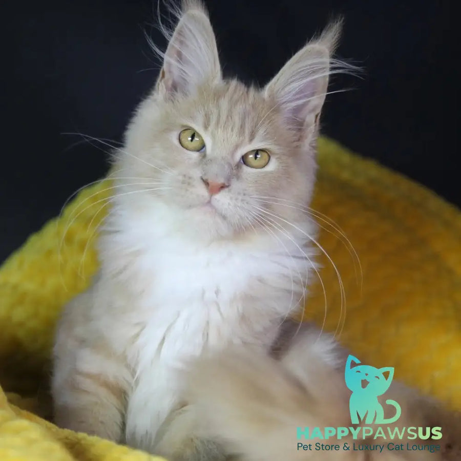 Chloe Maine Coon female cream silver with white - live animals