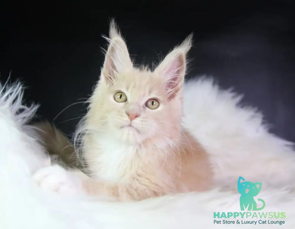 Chloe Maine Coon female cream silver with white - live animals