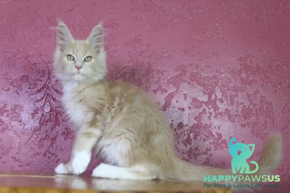 Chloe Maine Coon female cream silver with white - live animals