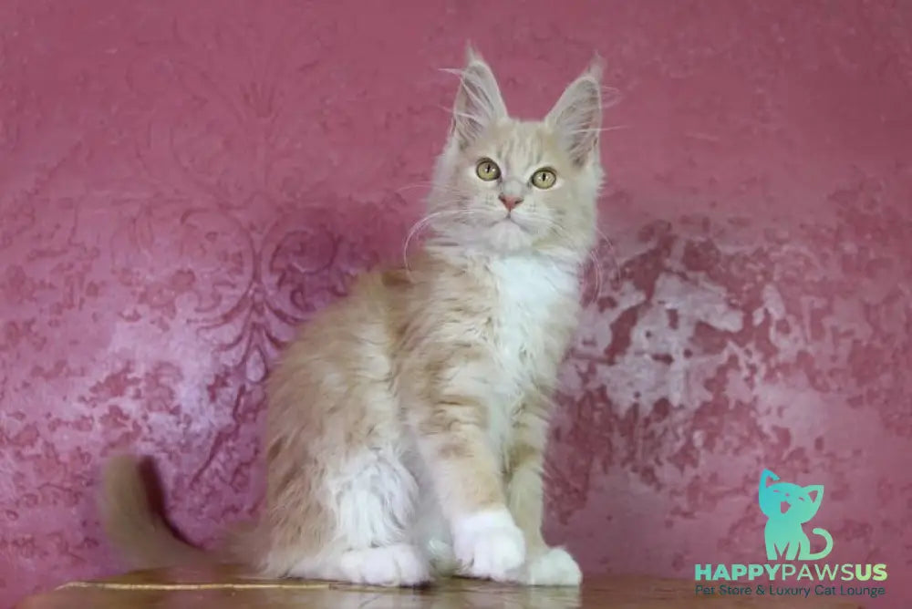 Chloe Maine Coon female cream silver with white - live animals