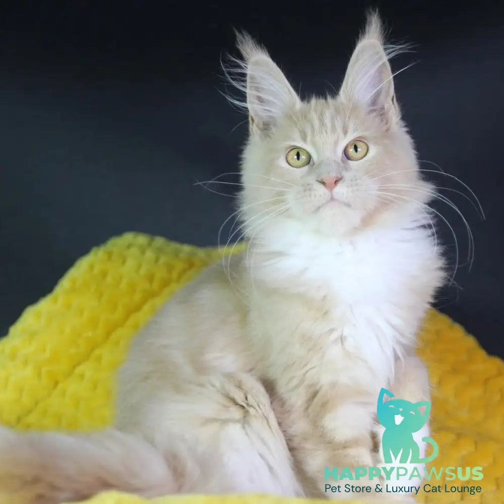 Chloe Maine Coon female cream silver with white - live animals