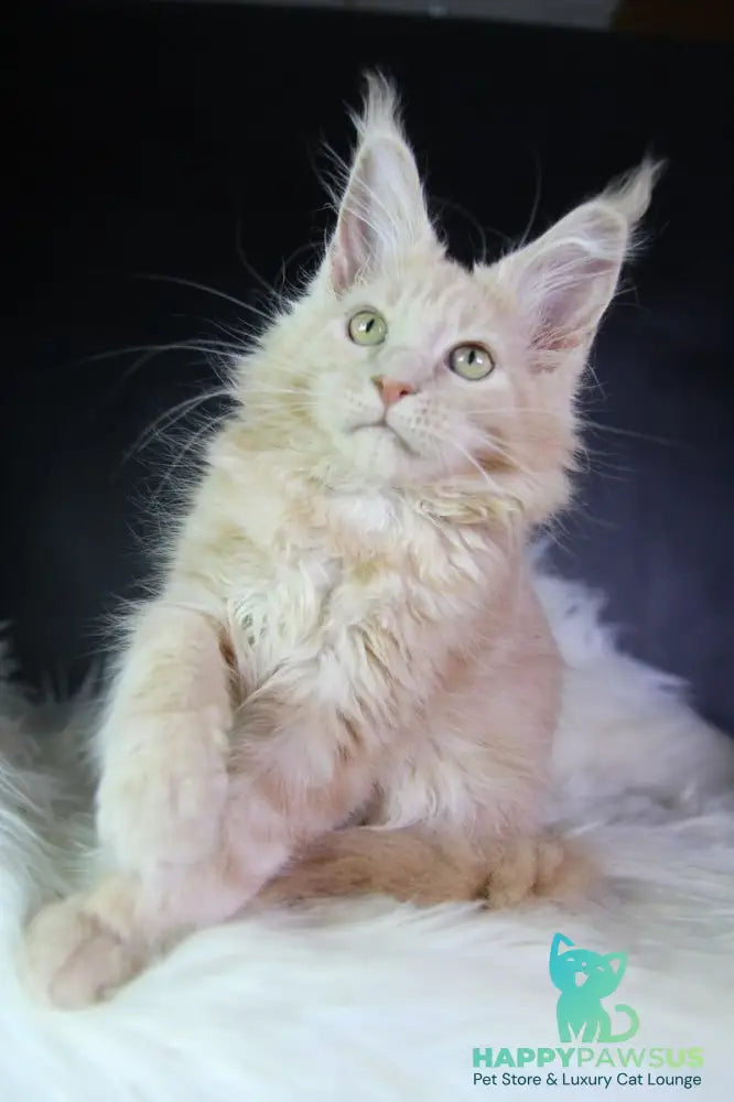 Chloe Maine Coon female cream silver with white - live animals