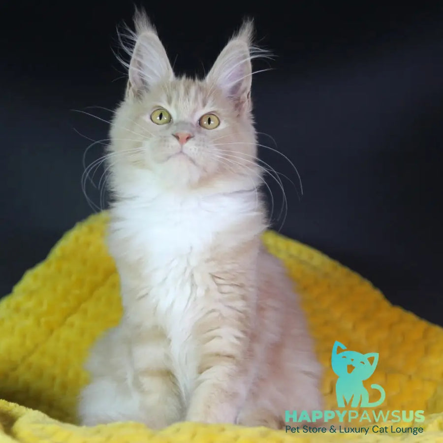 Chloe Maine Coon female cream silver with white - live animals