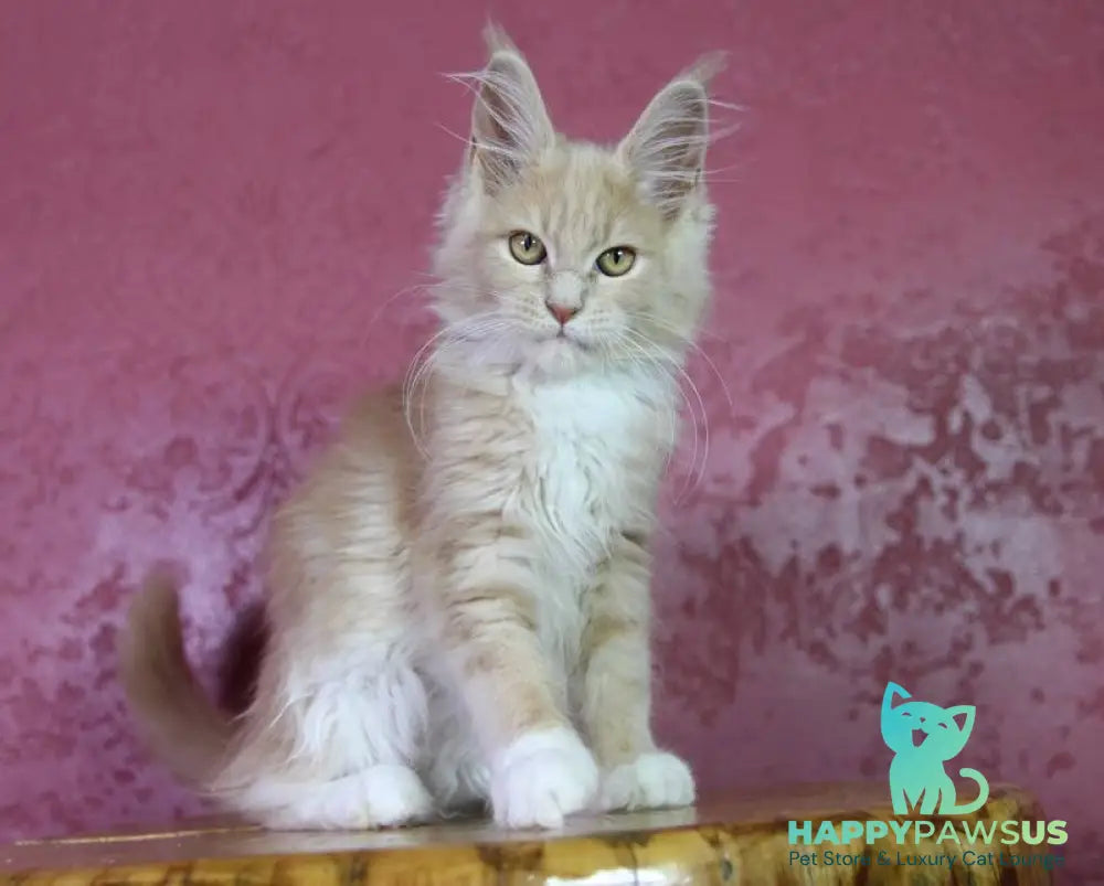 Chloe Maine Coon female cream silver with white - live animals