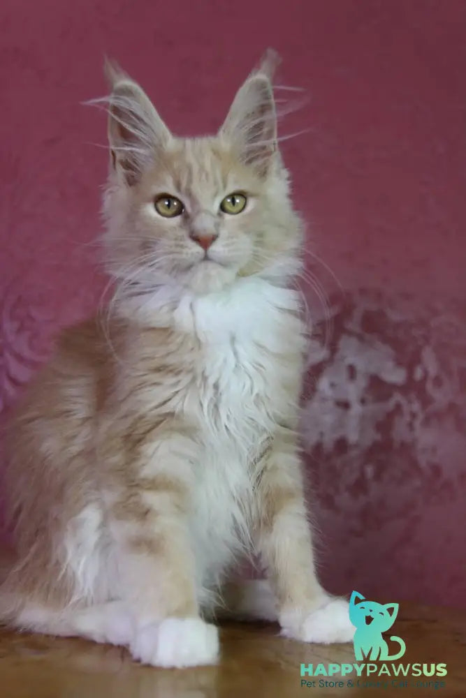 Chloe Maine Coon female cream silver with white - live animals