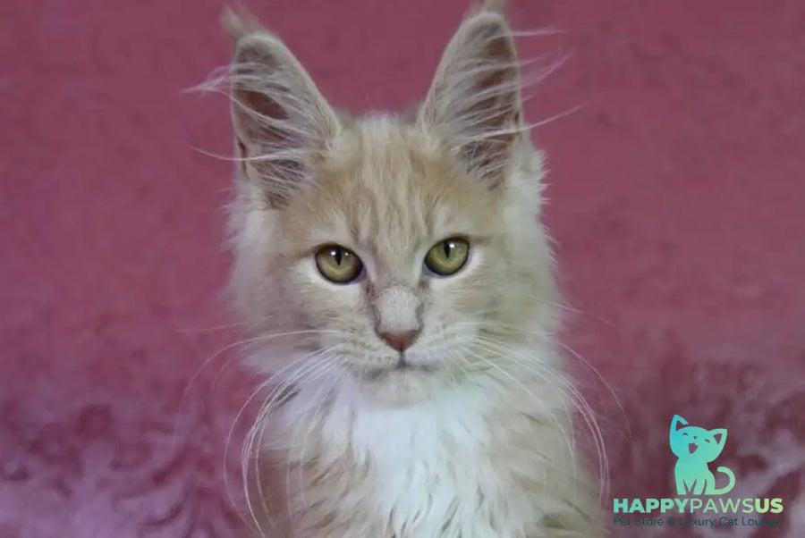 Chloe Maine Coon female cream silver with white - live animals
