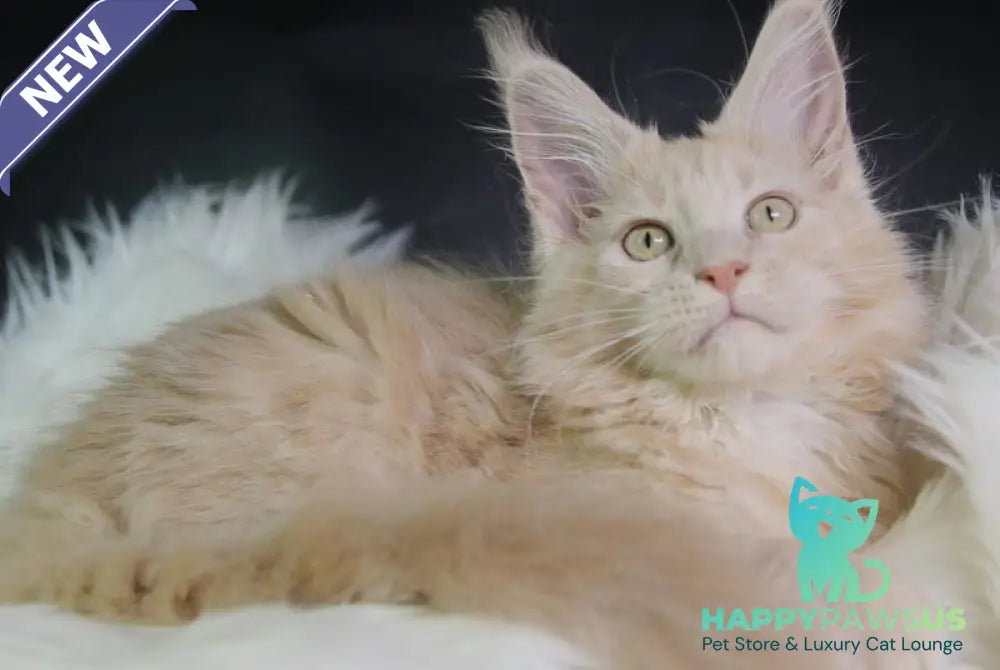 Chloe Maine Coon female cream silver with white - live animals