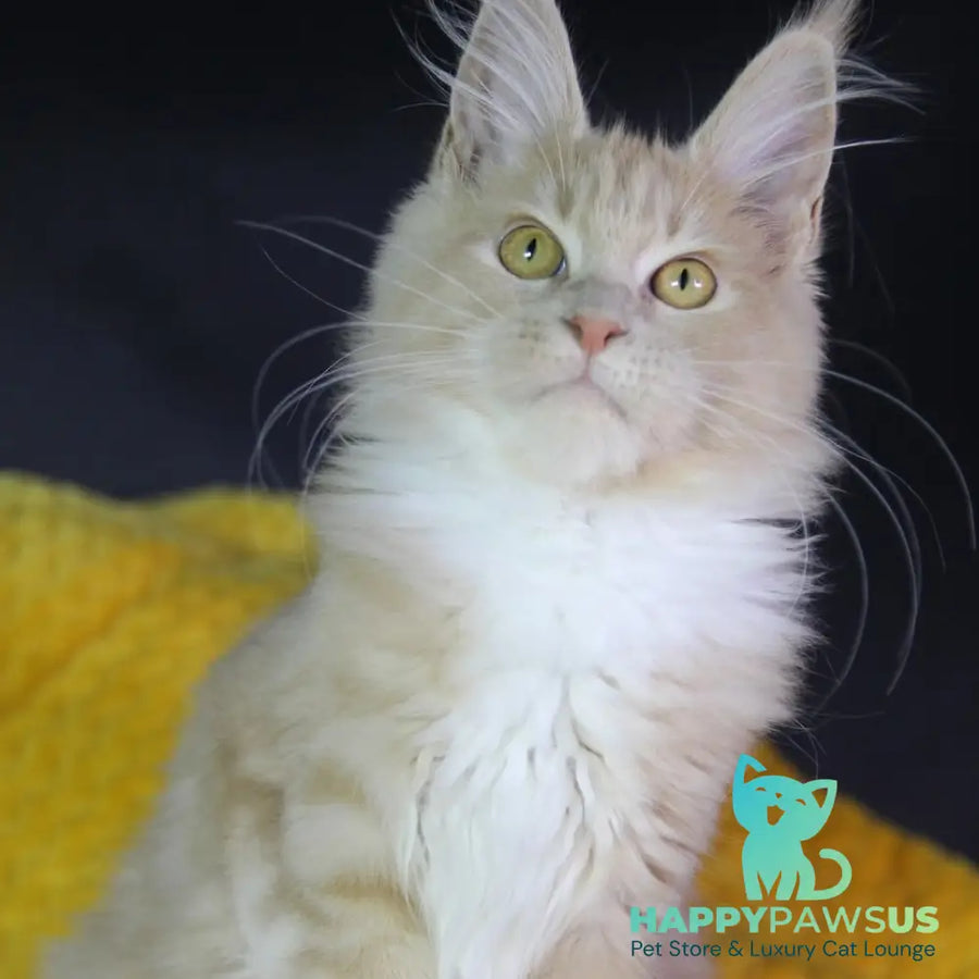 Chloe Maine Coon female cream silver with white - live animals