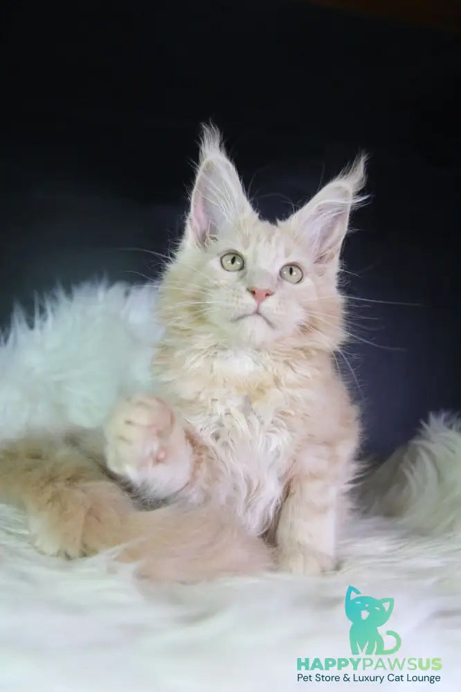 Chloe Maine Coon female cream silver with white - live animals