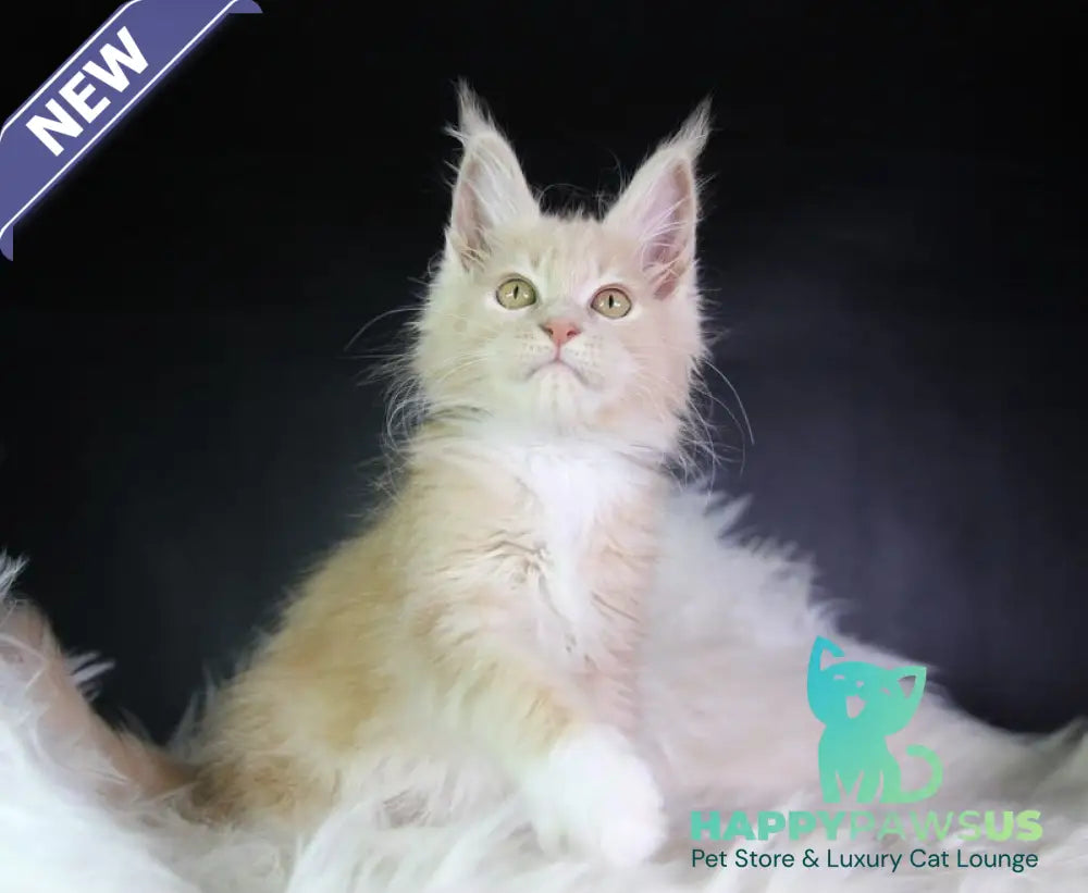 Chloe Maine Coon female cream silver with white - live animals