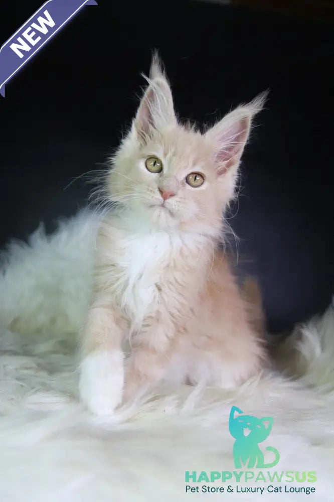 Chloe Maine Coon female cream silver with white - live animals