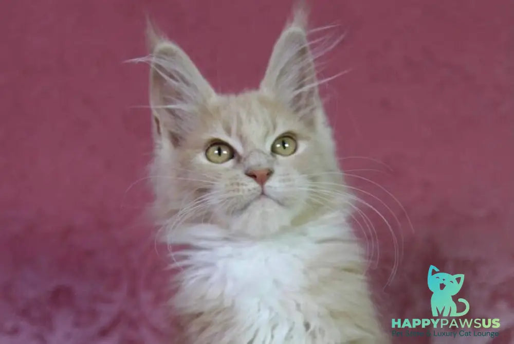 Chloe Maine Coon female cream silver with white - live animals