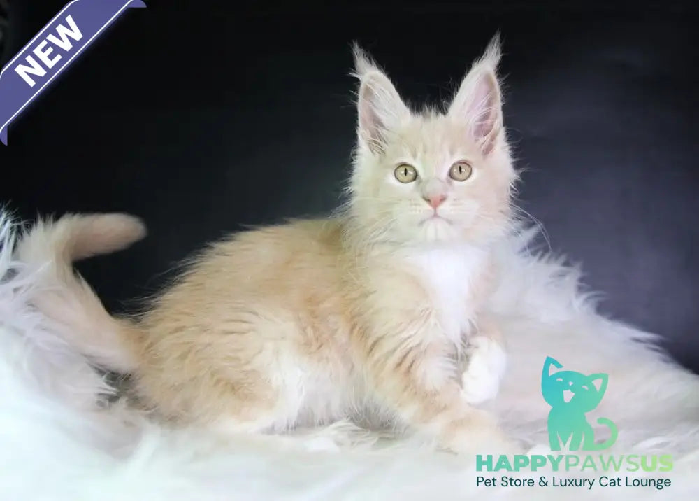 Chloe Maine Coon female cream silver with white - live animals