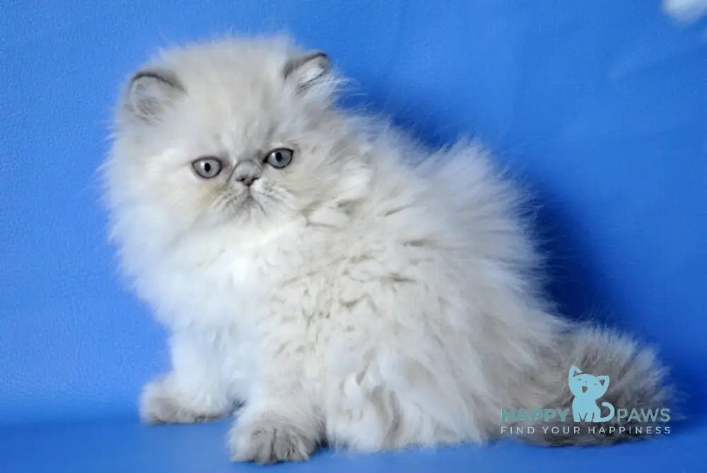 Chloe Persian female blue tabby pointed shaded live animals