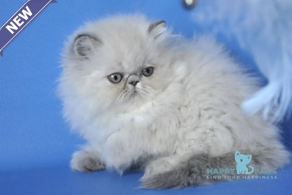 Chloe Persian female blue tabby pointed shaded live animals