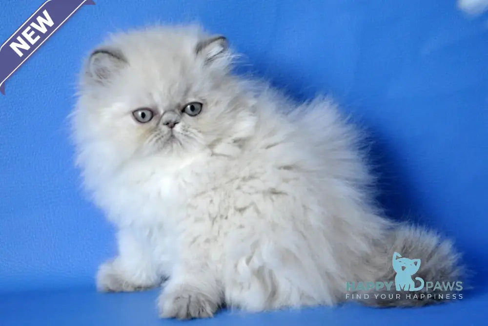 Chloe Persian female blue tabby pointed shaded live animals