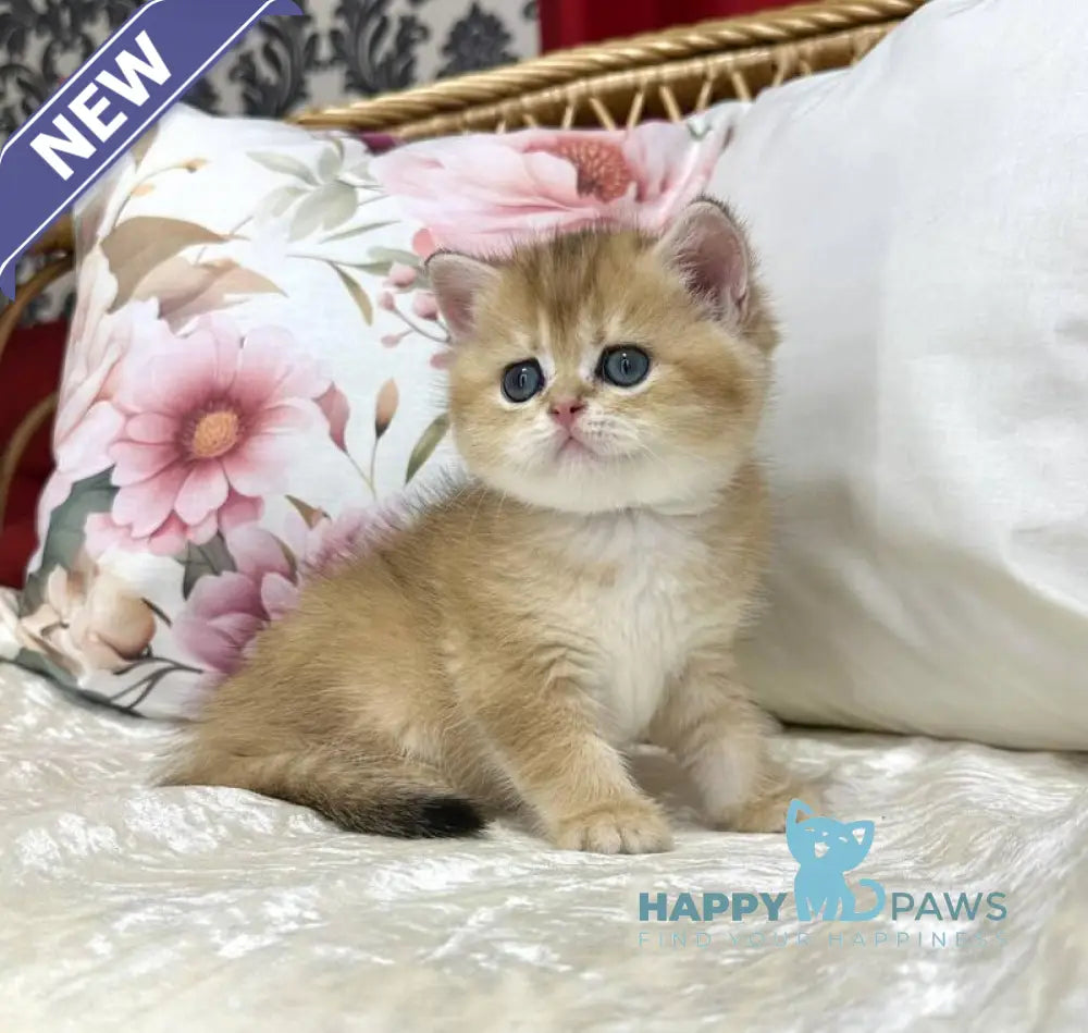 Chloe Scottish Straight female black golden shaded live animals