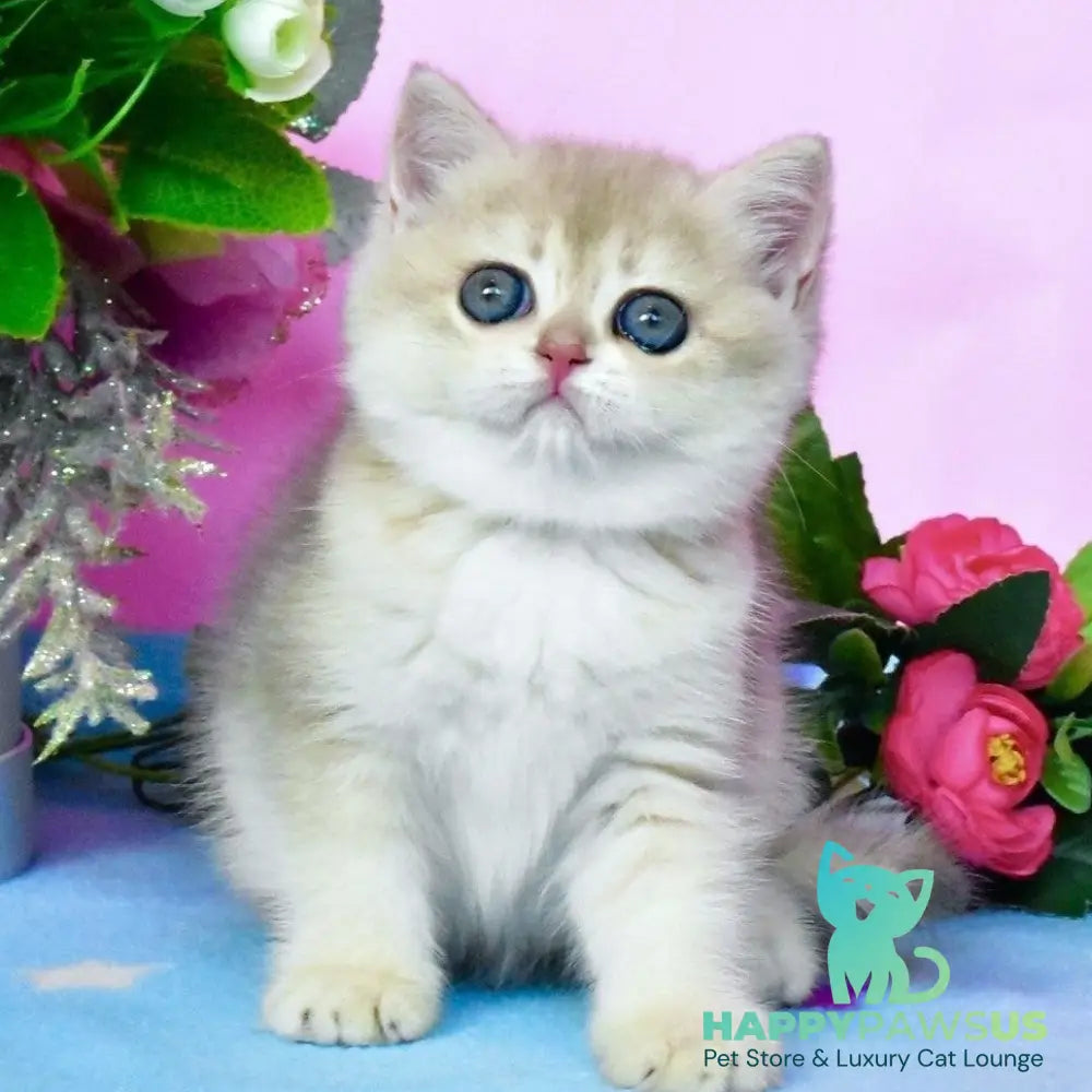 Chloya British Shorthair female blue golden chinchilla - live animals