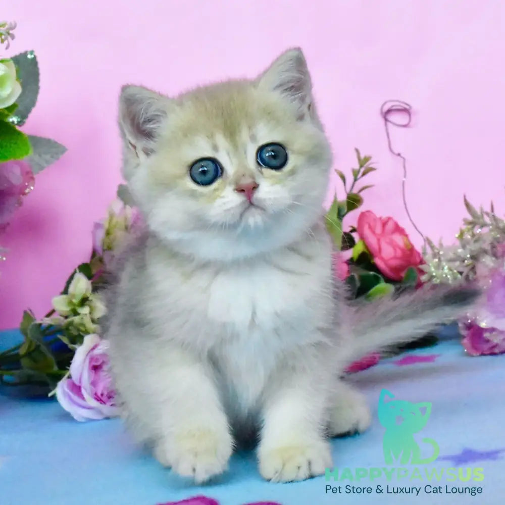 Chloya British Shorthair female blue golden chinchilla - live animals