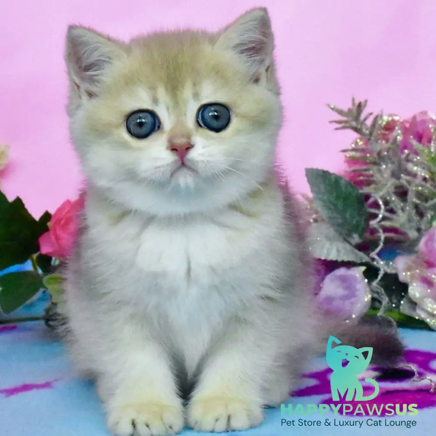 Chloya British Shorthair female blue golden chinchilla - live animals
