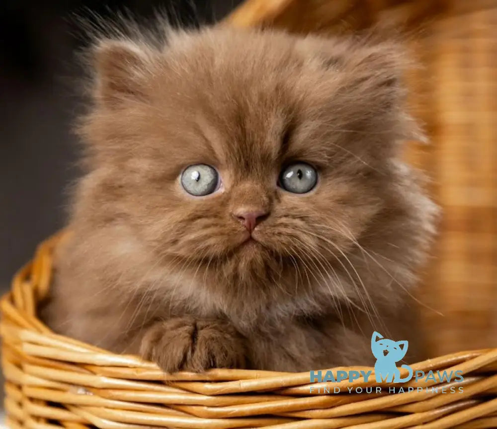 Choco British Longhair male cinnamon live animals