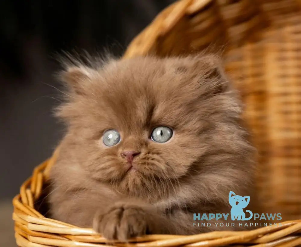 Choco British Longhair male cinnamon live animals