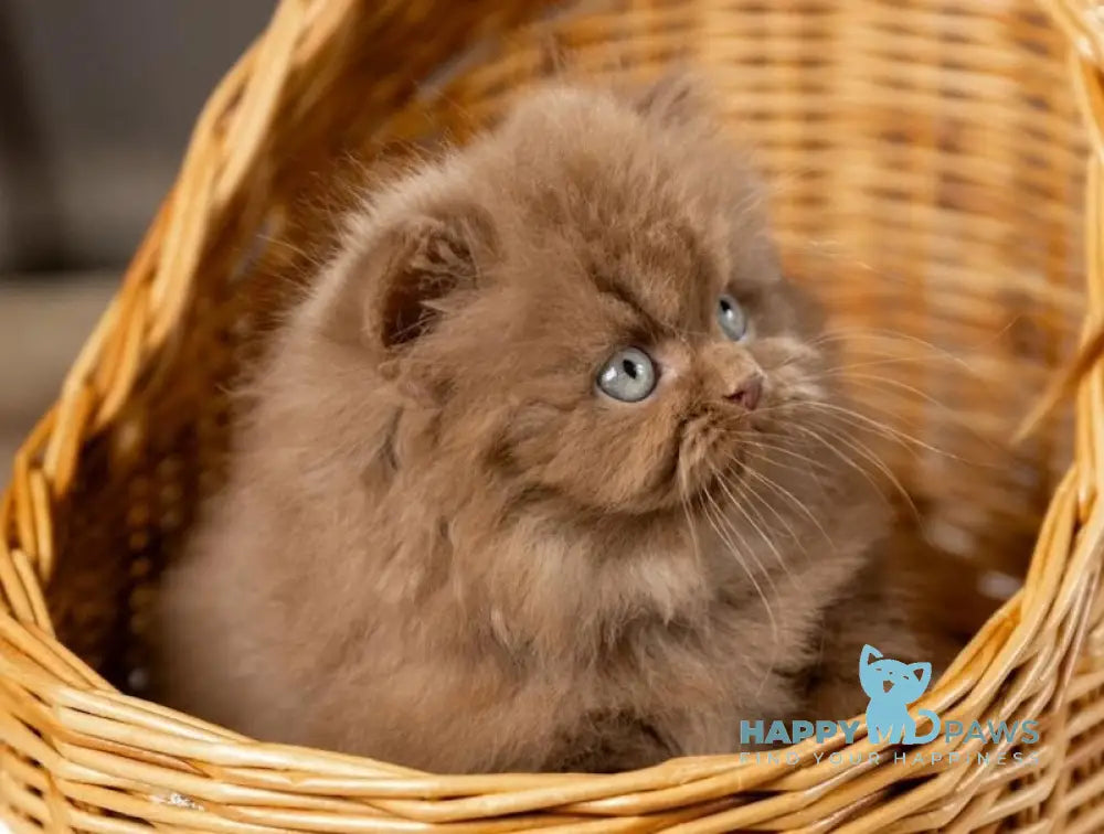 Choco British Longhair male cinnamon live animals