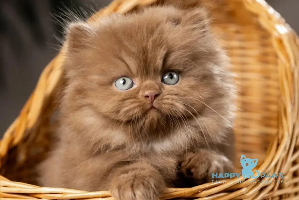 Choco British Longhair male cinnamon live animals