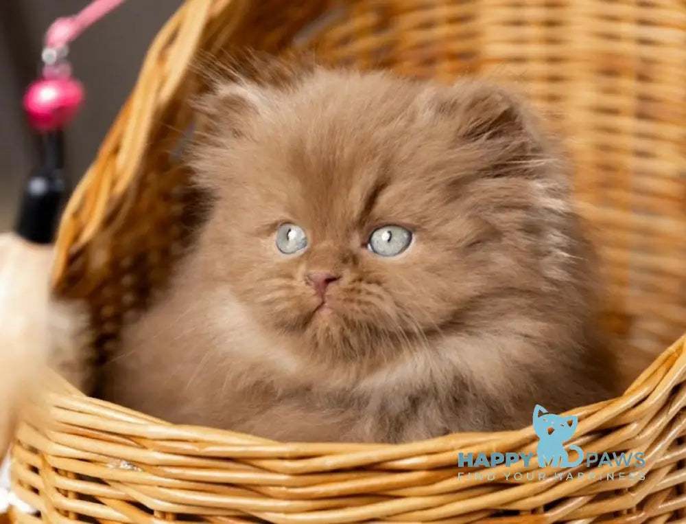 Choco British Longhair male cinnamon live animals