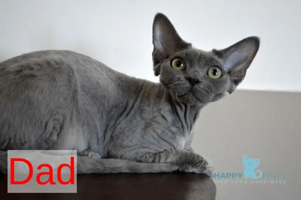 Choco Devon Rex male chocolate spotted tabby live animals