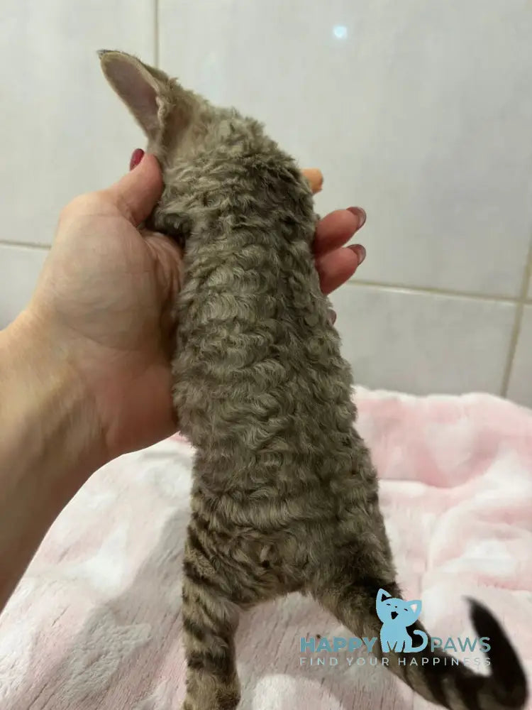 Choco Devon Rex male chocolate spotted tabby live animals