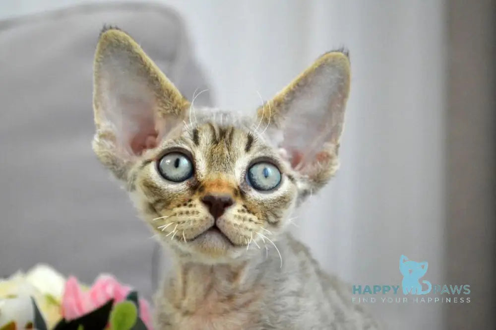 Choco Devon Rex male chocolate spotted tabby live animals