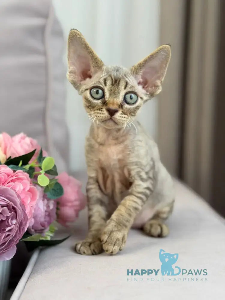 Choco Devon Rex male chocolate spotted tabby live animals