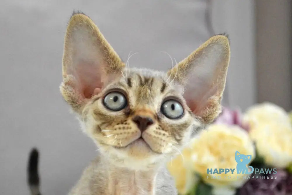 Choco Devon Rex male chocolate spotted tabby live animals