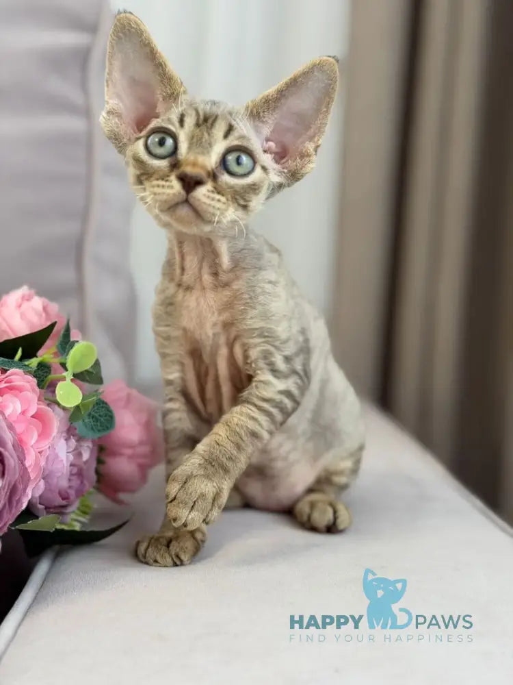 Choco Devon Rex male chocolate spotted tabby live animals