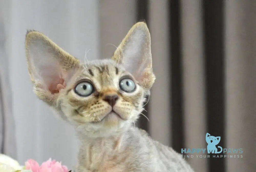 Choco Devon Rex male chocolate spotted tabby live animals