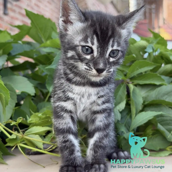 Chopard Bengal male black silver spotted tabby - live animals