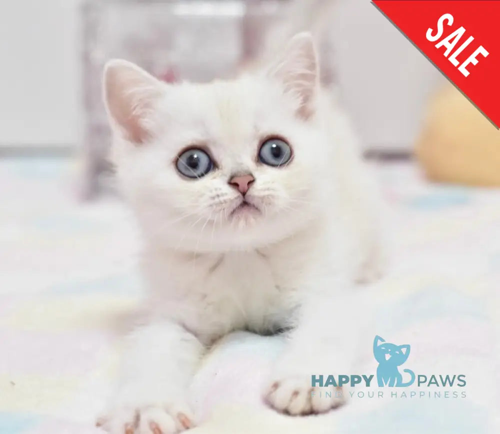 Chris British Shorthair male black silver shaded pointed live animals