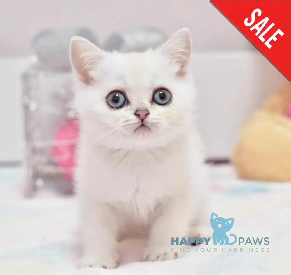 Chris British Shorthair male black silver shaded pointed live animals