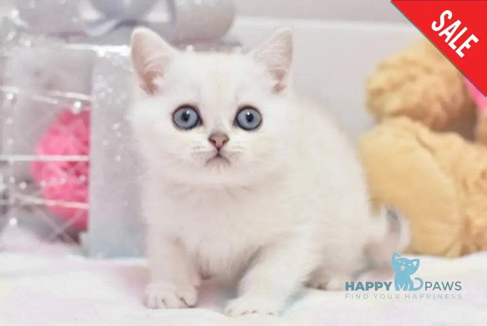 Chris British Shorthair male black silver shaded pointed live animals