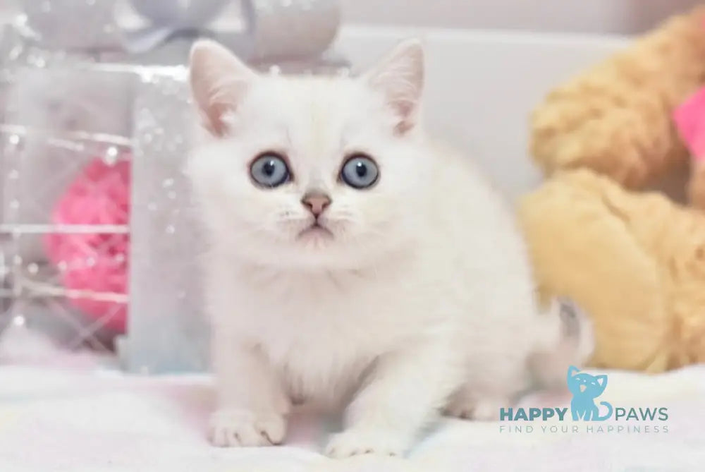 Chris British Shorthair male black silver shaded pointed live animals