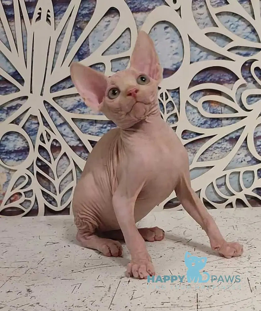 Chris Canadian Sphynx male cream live animals