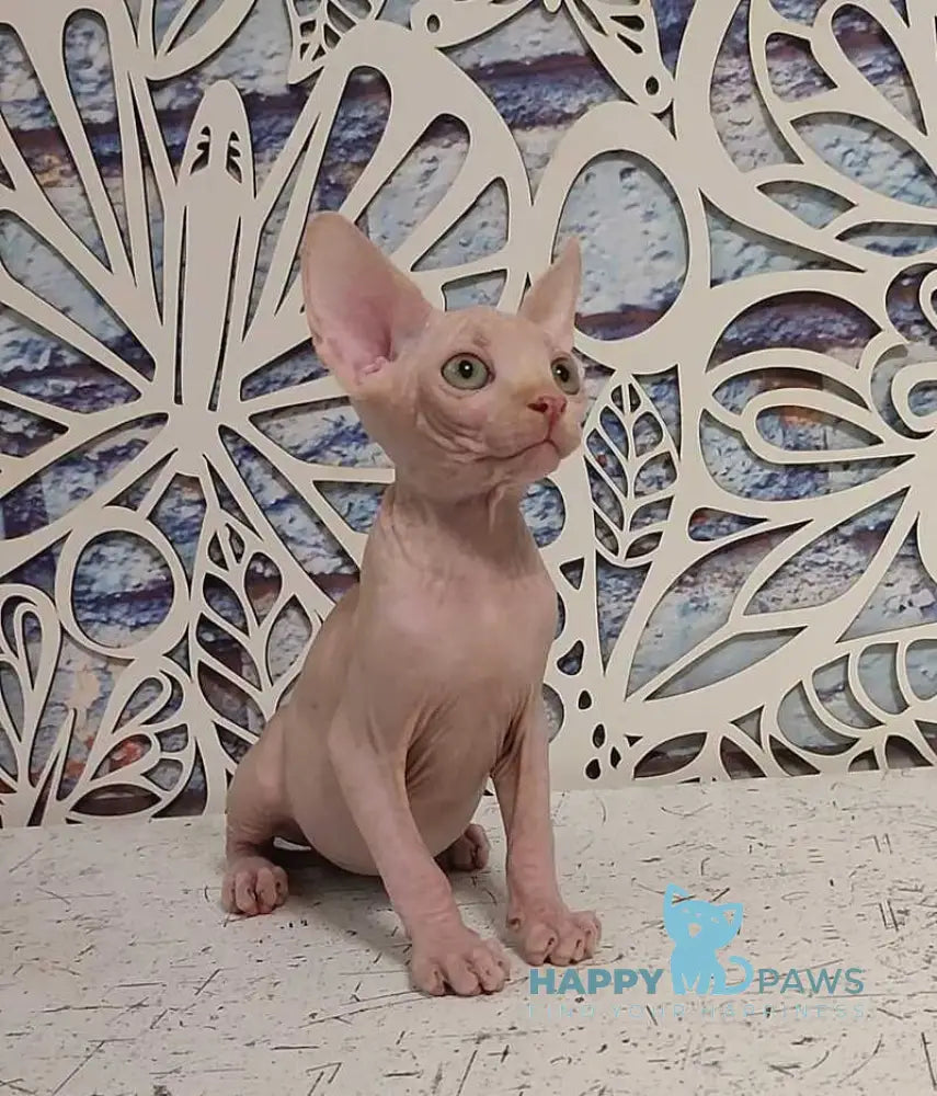 Chris Canadian Sphynx male cream live animals