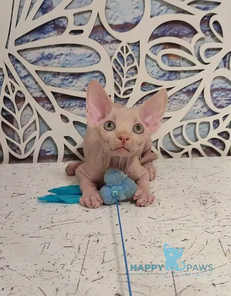 Chris Canadian Sphynx male cream live animals