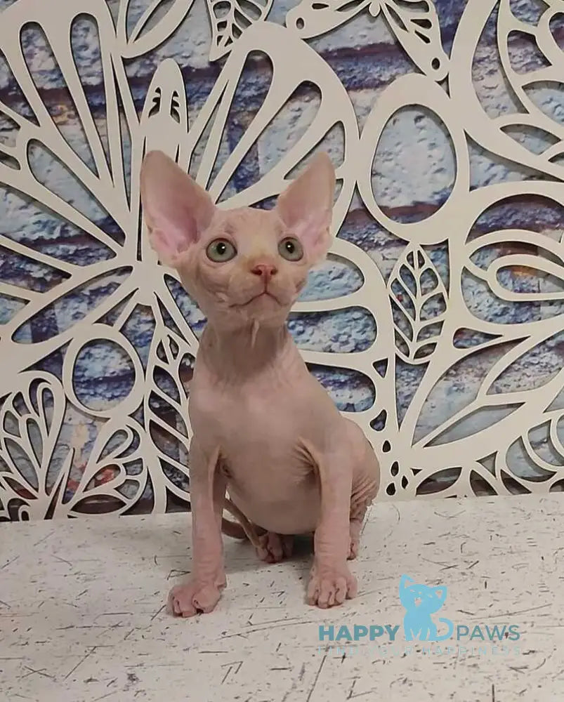 Chris Canadian Sphynx male cream live animals