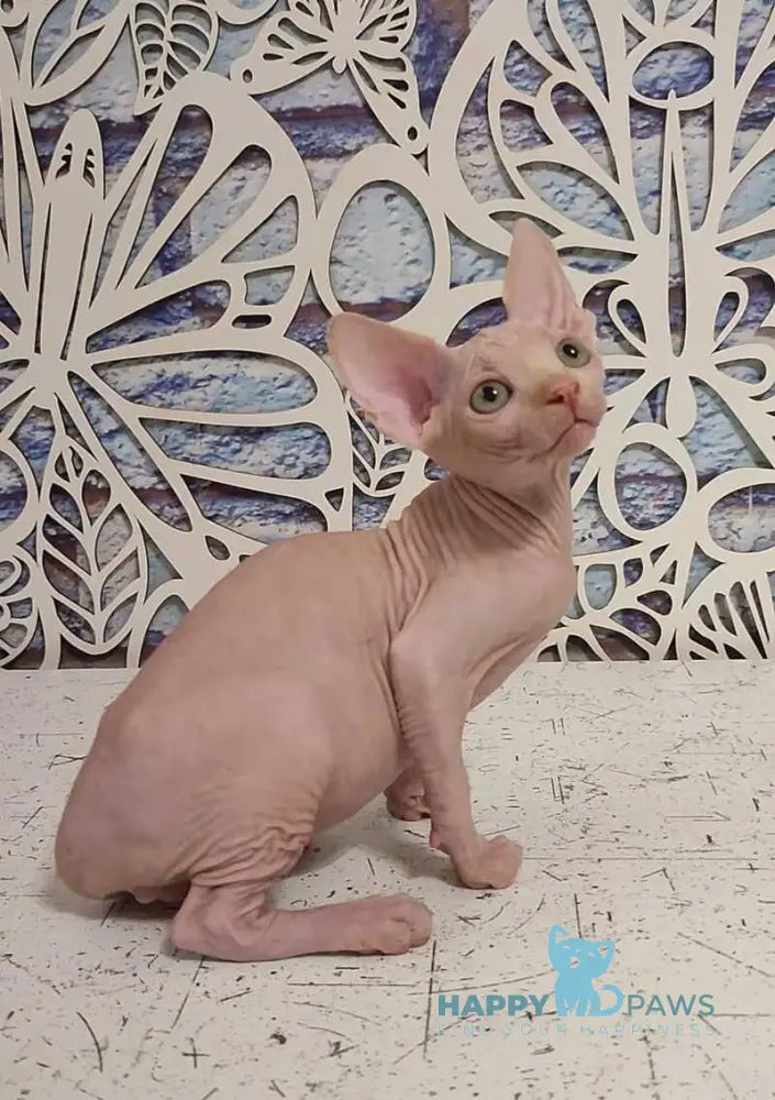 Chris Canadian Sphynx male cream live animals