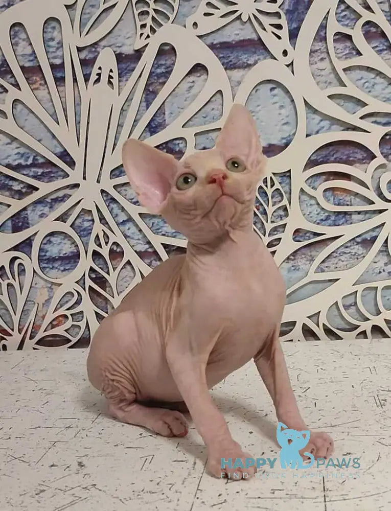 Chris Canadian Sphynx male cream live animals